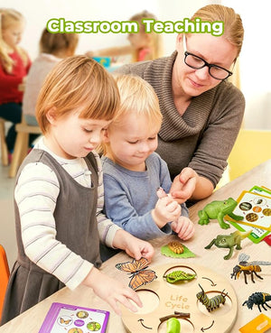Montessori Life Cycle Learning Education Toy - JoyCat