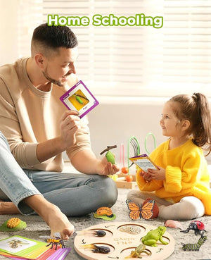 Montessori Life Cycle Learning Education Toy - JoyCat