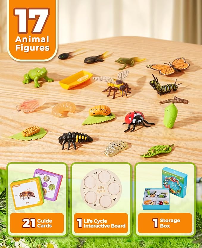 Montessori Life Cycle Learning Education Toy - JoyCat