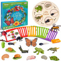 Montessori Life Cycle Learning Education Toy - JoyCat